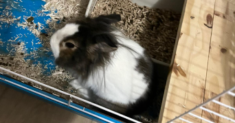 marie sophie pet sitter à ST AMAND VILLAGES 50160_6