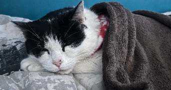 camille pet sitter à DECINES CHARPIEU 69150_5