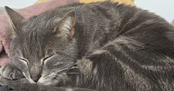 mathieu pet sitter à Pantin 93500_2