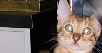 paloma pet sitter à PARIS 11 75011_2