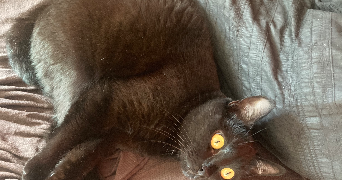 arthur pet sitter à MONTPELLIER 34090_9