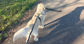 natchasorn dog sitter à MOLSHEIM 67120_5