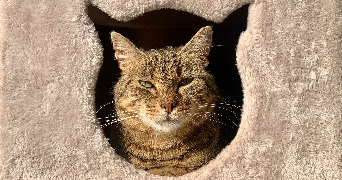 alice pet sitter à MARQUETTE LEZ LILLE 59520_0