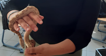 laurie pet sitter à ETAPLES 62630_3