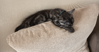 steeven pet sitter à LENS 62300_4