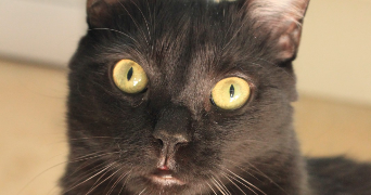 mathilde pet sitter à LA BASTIDONNE 84120_2