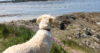 anne-marie pet sitter à Le Hinglé 22100_8
