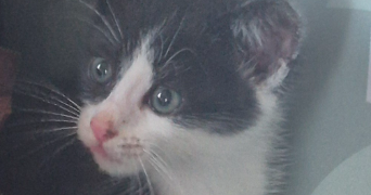 océane pet sitter à MORLAIX 29600_6