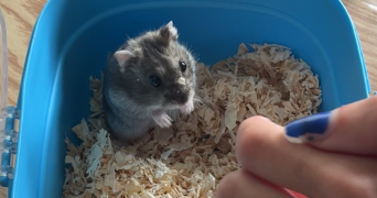 rima pet sitter à MONS EN BAROEUL 59370_1
