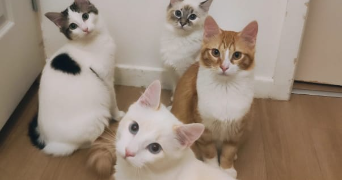 mignellie pet sitter à PAU 64000_0