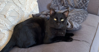 loréna pet sitter à DRAP 06340_1