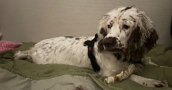 mariia pet sitter à BORDEAUX 33800_6