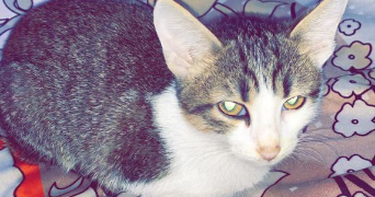 ameerah pet sitter à ABLON SUR SEINE 94480_2
