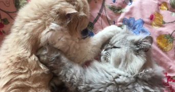 anna pet sitter à NICE 06000_6