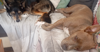 julie pet sitter à Nogent-sur-Oise 60180_0