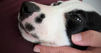 sandra pet sitter à LIMOUX 11300_1