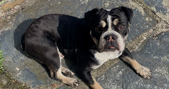 maëlys pet sitter à BECON LES GRANITS 49370_1