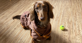 justine dog sitter à CLERMONT FERRAND 63000_2