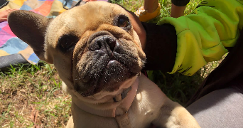 chiara pet sitter à QUIMPER 29000_5