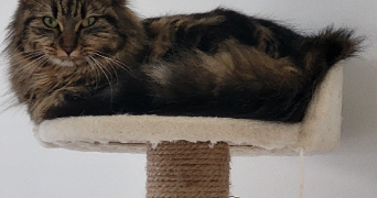 michelle et thomas pet sitter à JULIENNE 16200_2