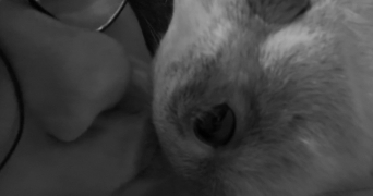 kacy pet sitter à LE MEE SUR SEINE 77350_3
