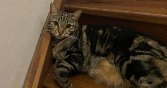 aenor pet sitter à PARIS 11 75011_4