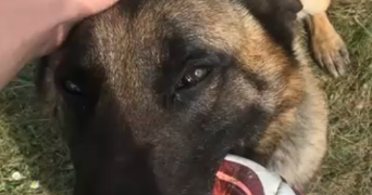 corentin pet sitter à RENNES 35000_2