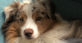 albane pet sitter à LE GRAND QUEVILLY 76120_1