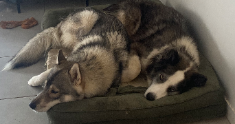 léa pet sitter à Colomiers 31700_6