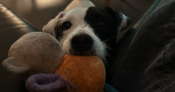 sohlene pet sitter à TRIEUX 54750_5