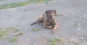 laurence pet sitter à NOYAL SOUS BAZOUGES 35560_1