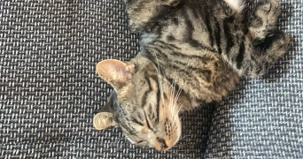 emma pet sitter à FLEURY LES AUBRAIS 45400_0