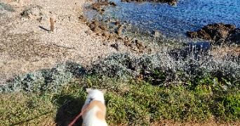 diana pet sitter à Villeurbanne 69100_6