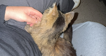 léa pet sitter à GUESNAIN 59287_1