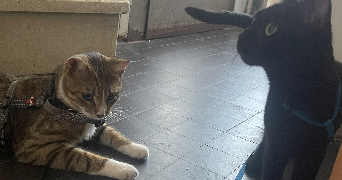 mathilde pet sitter à TOURS 37000_2