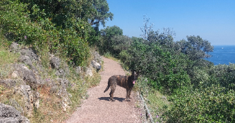 noémie pet sitter à NICE 06300_2