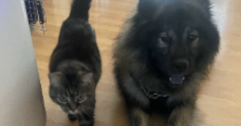julie pet sitter à MULHOUSE 68100_2