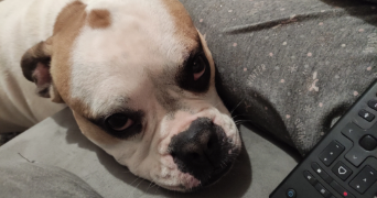 laurent pet sitter à GRAND COMBE CHATELEU 25570_2