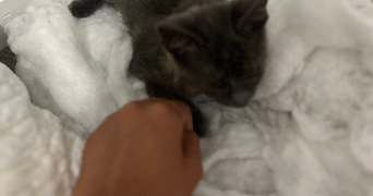 sheyma pet sitter à VILLEURBANNE 69100_2