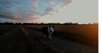 elisa pet sitter à ST USAGE 21170_2