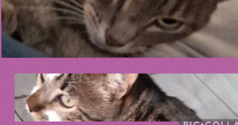 béatrice pet sitter à Vaux le penil 77000_8