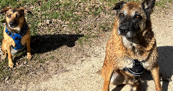 marie pet sitter à NANCRAY SUR RIMARDE 45340_5