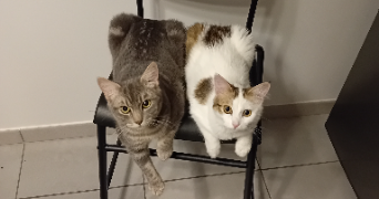 line pet sitter à VIENNE 38200_1