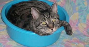 SANDRA cat sitter à CHATILLON 92320_3