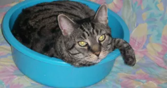 SANDRA cat sitter à CHATILLON 92320