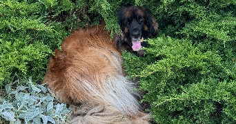 Quentin pet sitter à Villeurbanne  69100_2