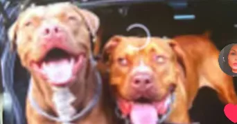 sophia pet sitter à PARIS 14 75014