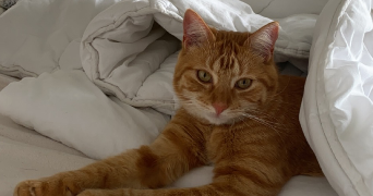anna pet sitter à VINCENNES 94300_2