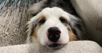 maëline pet sitter à MONTREUIL JUIGNE 49460_1
