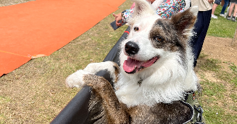 claire pet sitter à ST AVOLD 57500_4